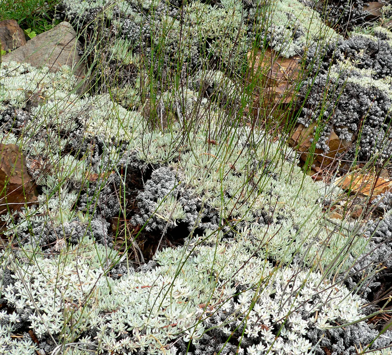 Wright Buckwheat (Eriogonum Wrightii) — which rise elegantly above the foliage on slender stems up to 12 inches tall; plant in well-drained soil and full sun