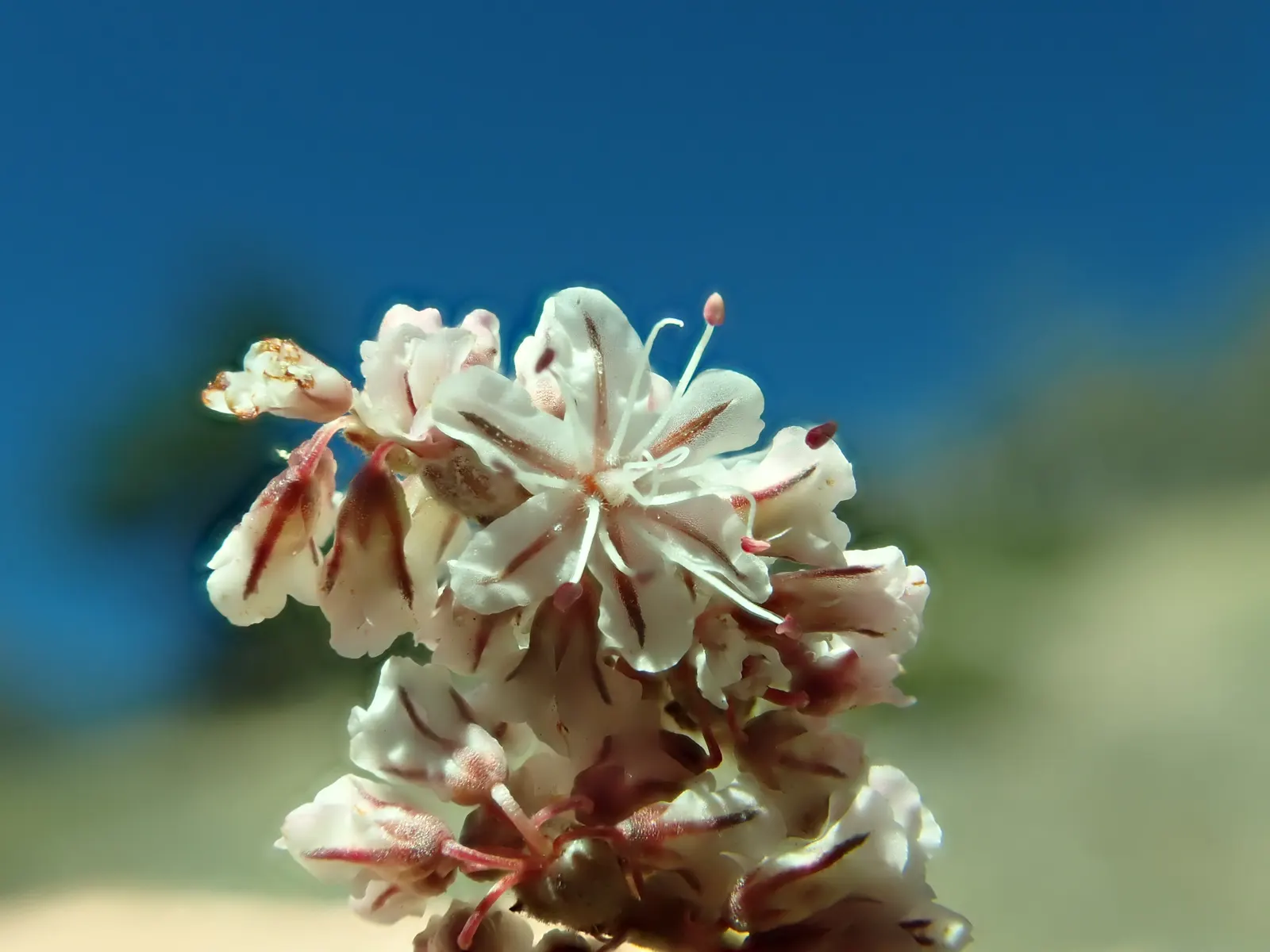 Wright Buckwheat (Eriogonum Wrightii) — which are spade-shaped and measure about 1 inch long; plant in well-drained soil and full sun