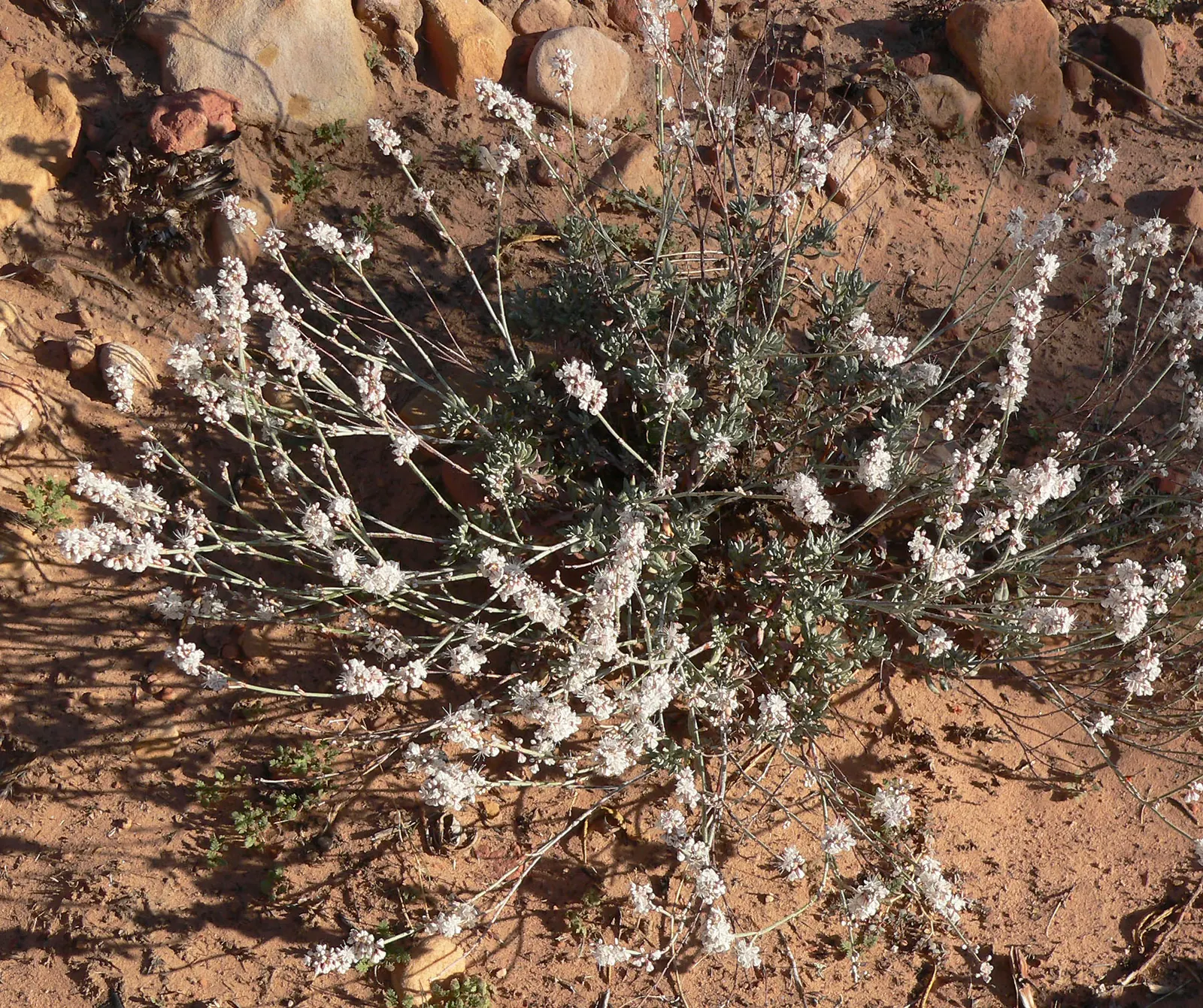 Wright Buckwheat (Eriogonum Wrightii) — ground cover / perennial / shrub with pink blooms