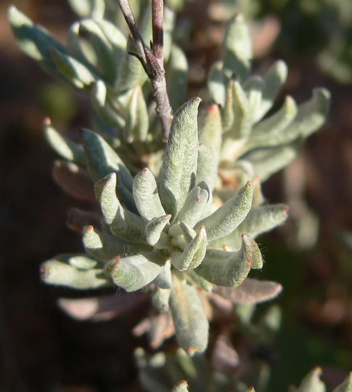 Wright Buckwheat (Eriogonum Wrightii) — underlining its low-maintenance nature