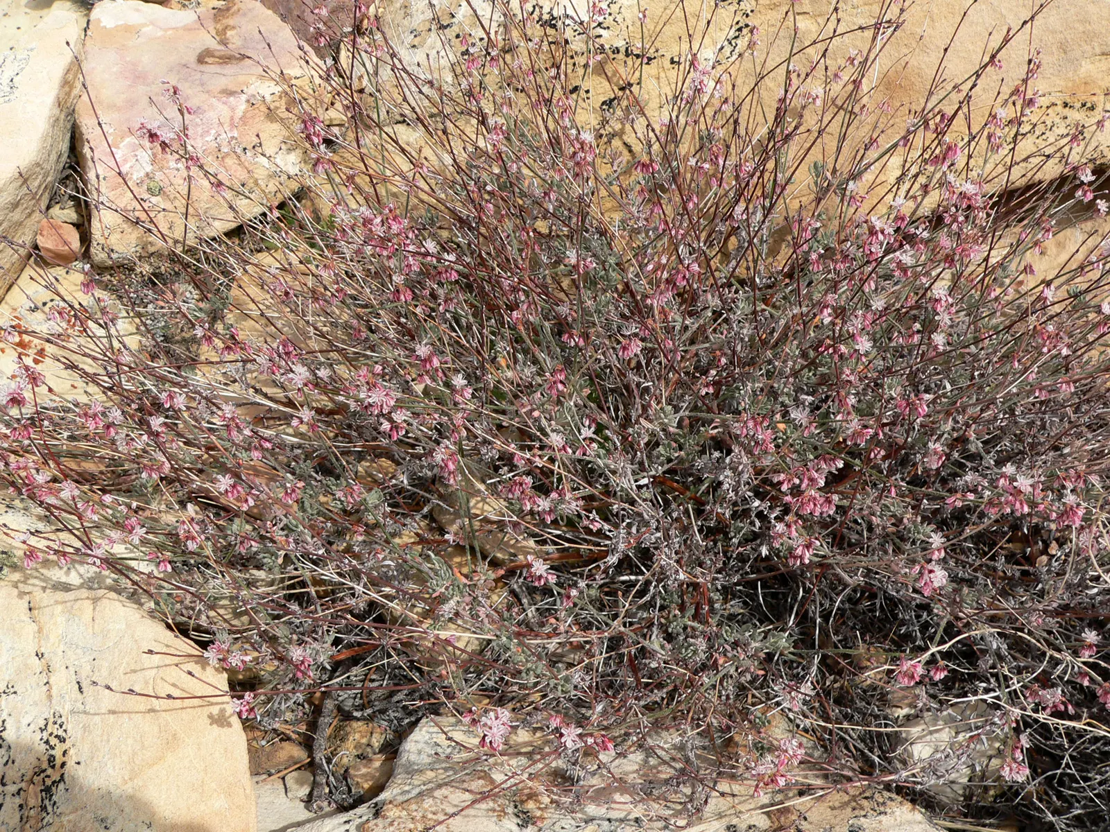 Wright Buckwheat (Eriogonum Wrightii) — commonly known as Wright Buckwheat; plant in well-drained soil and full sun
