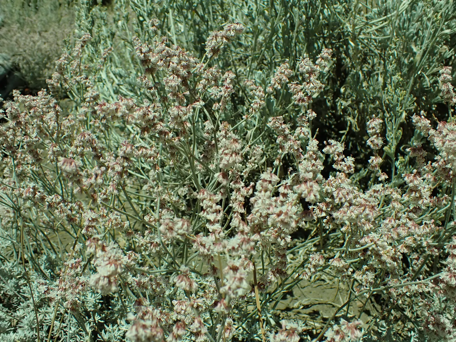 Wright Buckwheat (Eriogonum Wrightii) — Its growth habit features a mound of bluish-green basal leaves