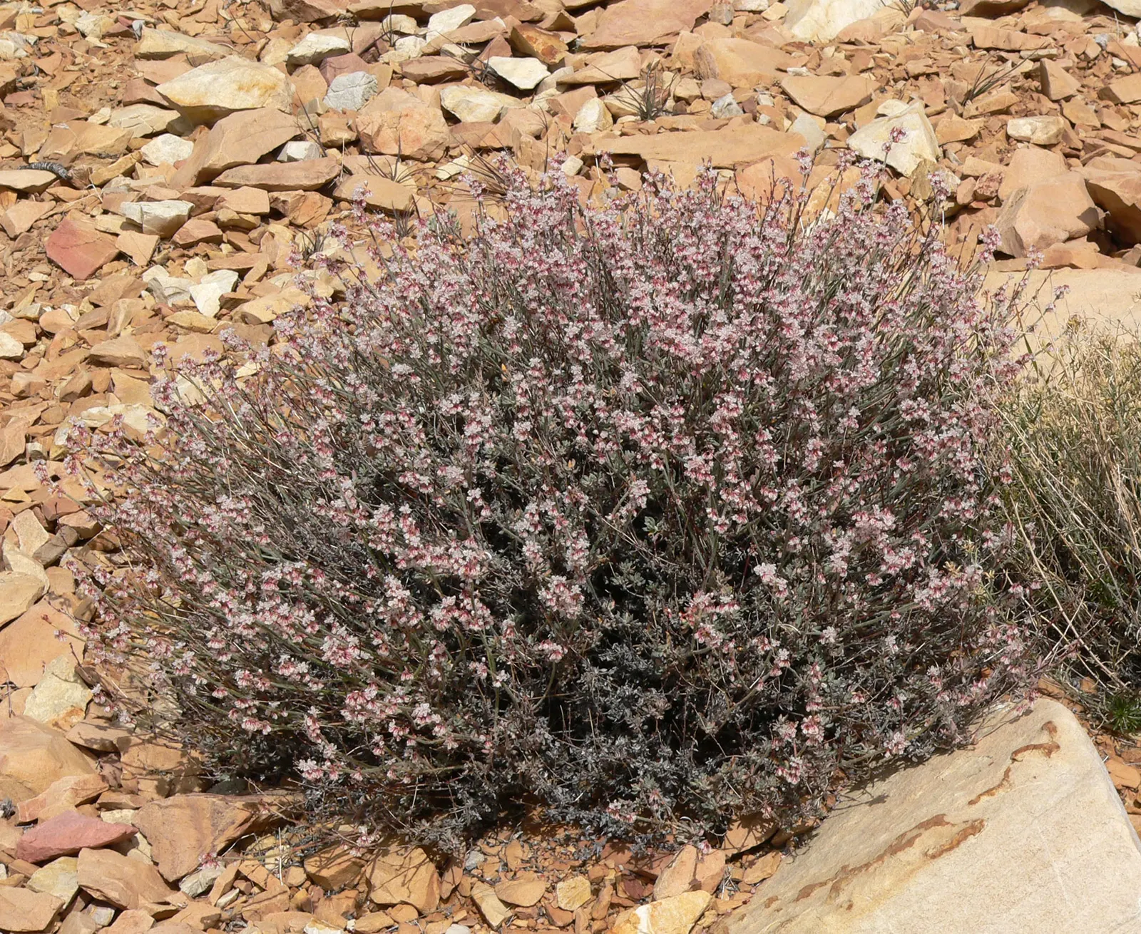 Wright Buckwheat (Eriogonum Wrightii) — Eriogonum wrightii, commonly known as Wright Buckwheat, is a resilient native perennial suited for xeriscapes
