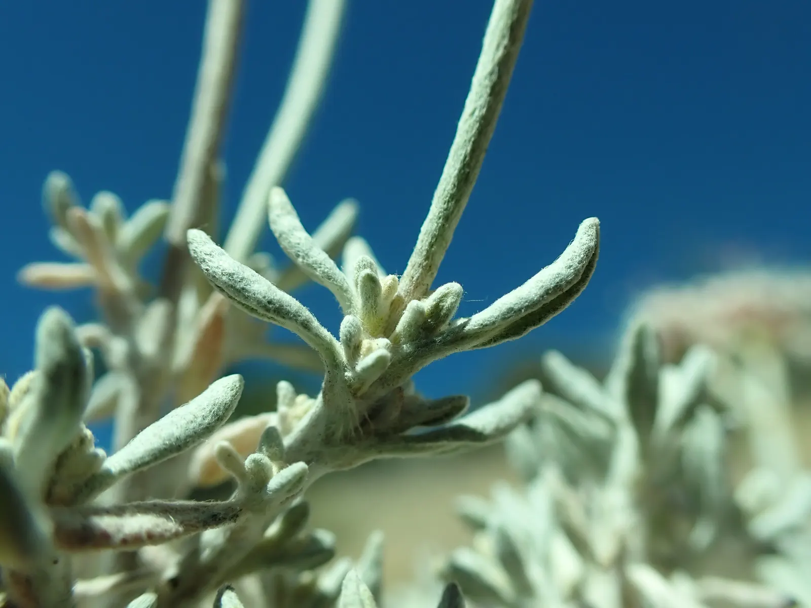 Wright Buckwheat (Eriogonum Wrightii) — Thriving in USDA zones 5-10, it features a compact form, reaching 1-3 feet tall and wide; in the summer and into the