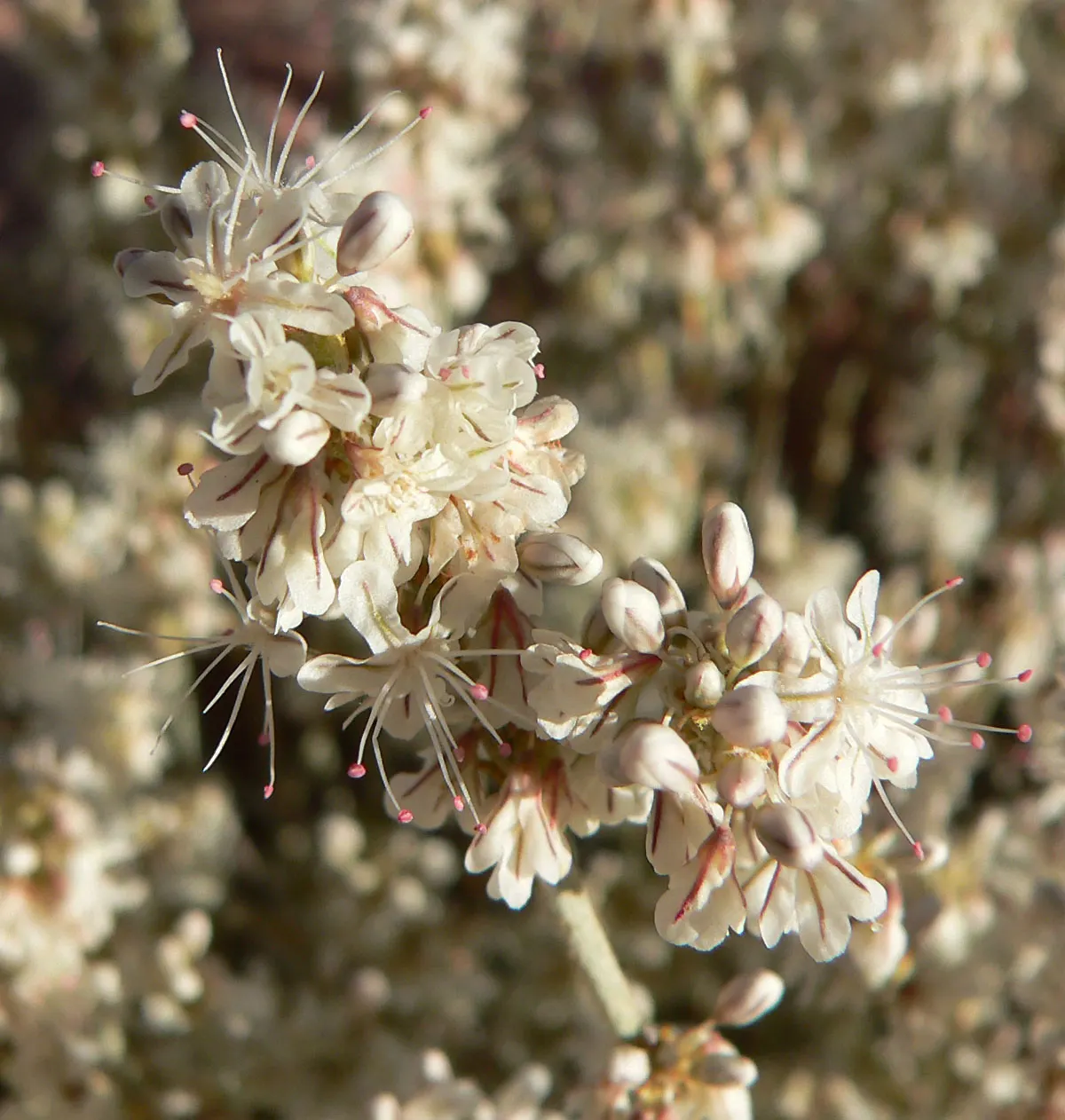 Wright Buckwheat (Eriogonum Wrightii) — which are spade-shaped and measure about 1 inch long