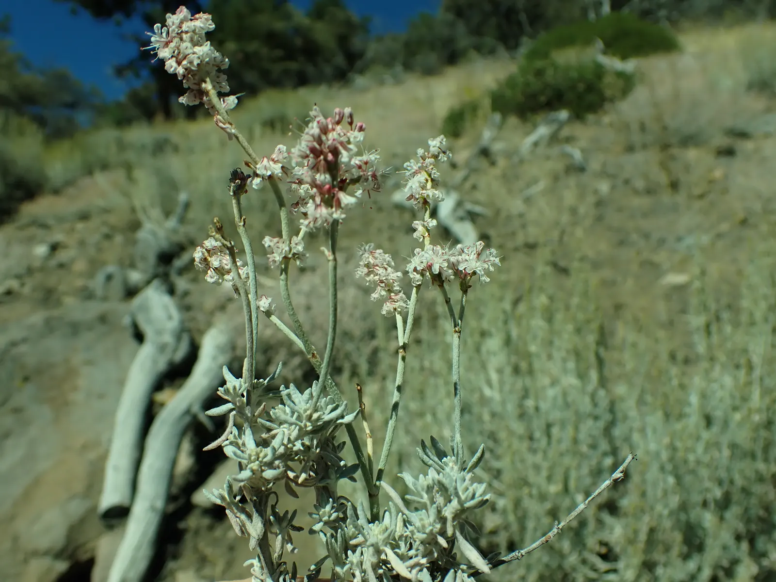 Wright Buckwheat (Eriogonum Wrightii) — Pair with other drought-resistant plants for an eco-friendly garden design; underlining its low-maintenance nature