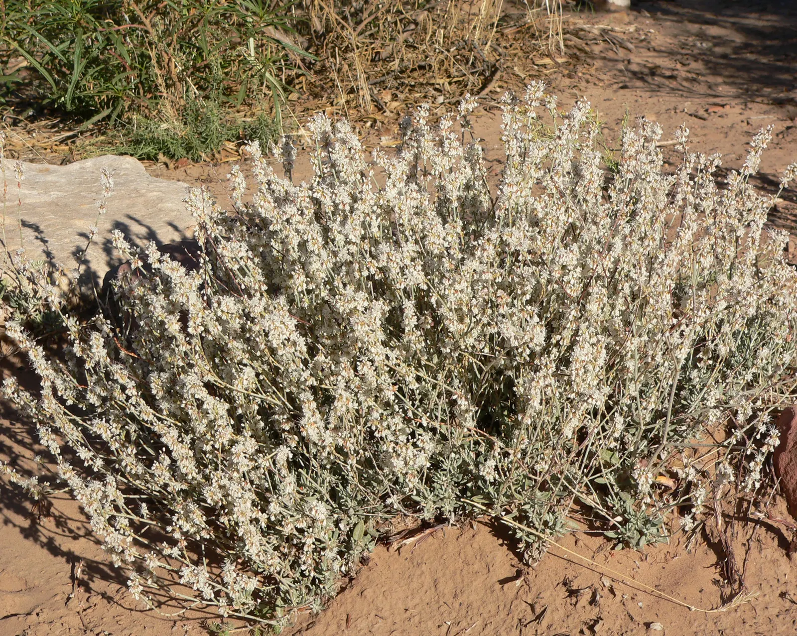 Wright Buckwheat (Eriogonum Wrightii) — Plant in well-drained soil and full sun, image 25
