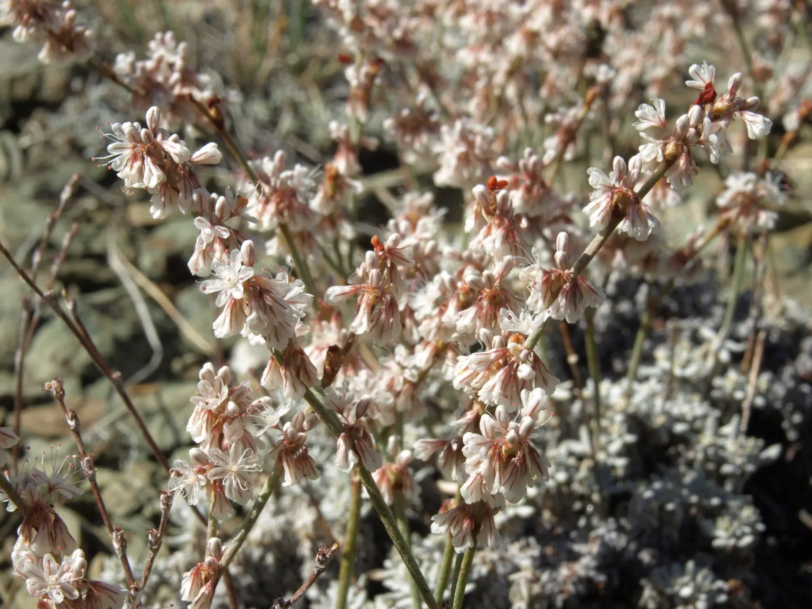 Wright Buckwheat (Eriogonum Wrightii) — In the summer and into the fall