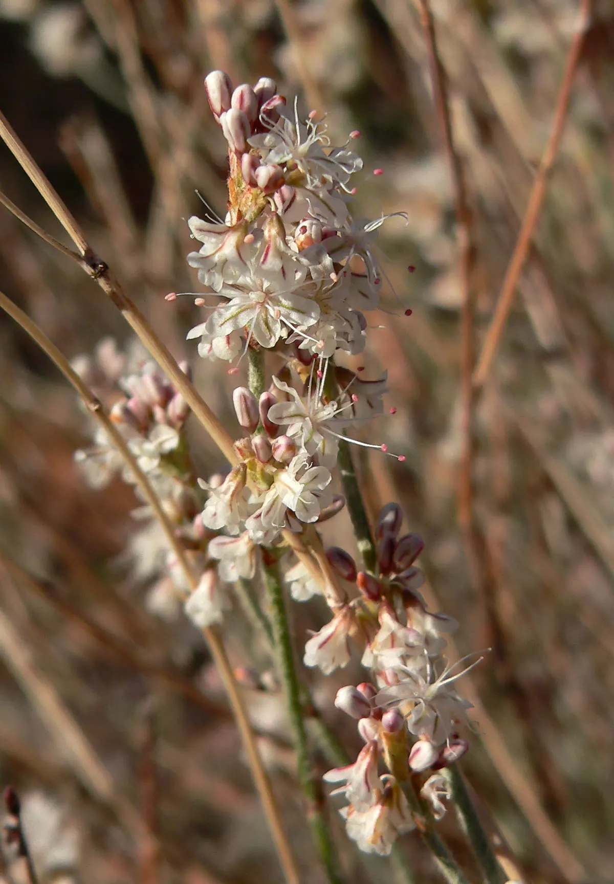 Wright Buckwheat (Eriogonum Wrightii) — Wright Buckwheat requires full sun exposure and well-draining soil