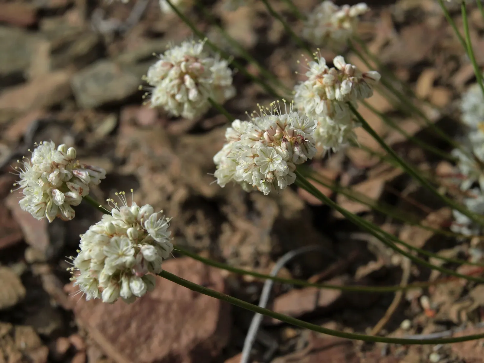 Wright Buckwheat (Eriogonum Wrightii) — These blooms are not only visually appealing but also attract a host of pollinators; in the summer and into the fall