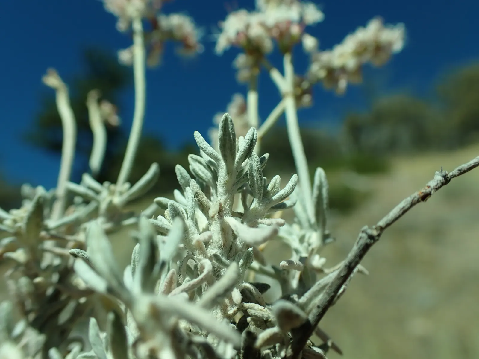 Wright Buckwheat (Eriogonum Wrightii) — Thriving in USDA zones 5-10, it features a compact form, reaching 1-3 feet tall and wide