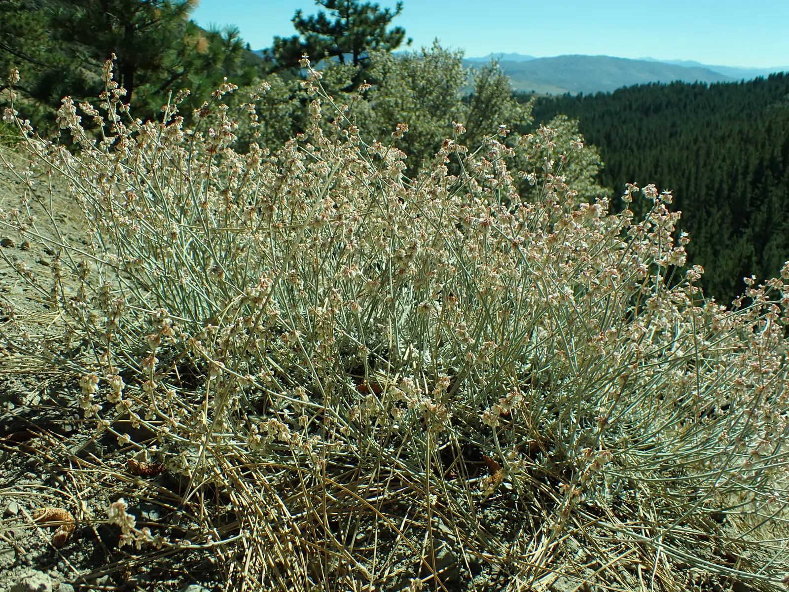 Wright Buckwheat (Eriogonum Wrightii) — These blooms are not only visually appealing but also attract a host of pollinators