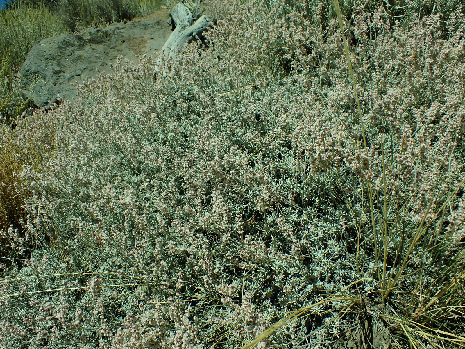 Wright Buckwheat (Eriogonum Wrightii) — Minimal maintenance required; in the summer and into the fall