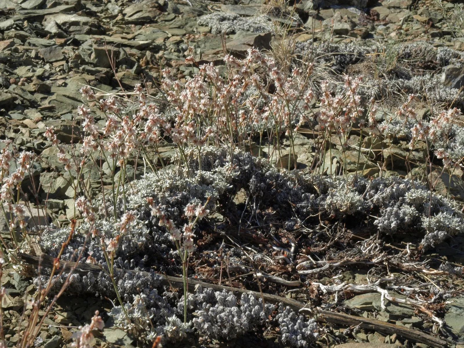 Wright Buckwheat (Eriogonum Wrightii) — it produces airy inflorescences composed of tiny pink to lavender flowers