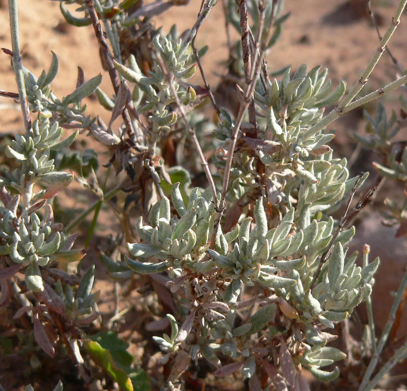 Wright Buckwheat (Eriogonum Wrightii) — This drought-tolerant species boasts delicate pink-white blossoms from summer to fall, attracting, image 24