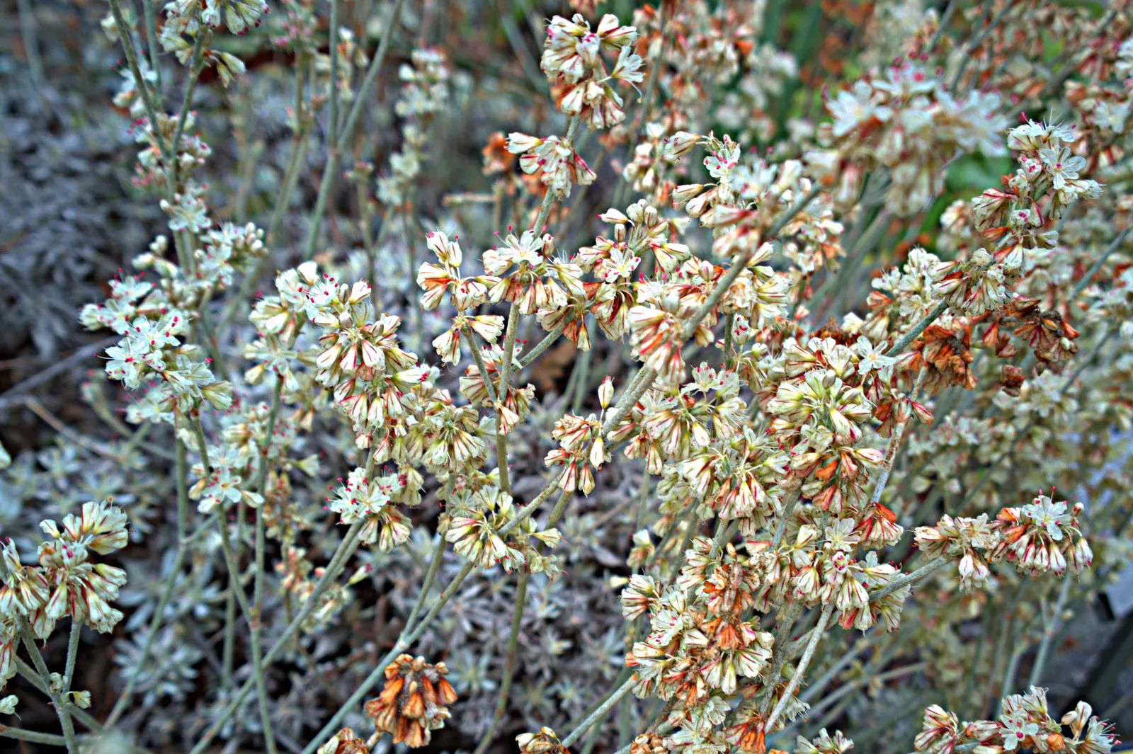 Wright Buckwheat (Eriogonum Wrightii) — commonly known as Wright Buckwheat
