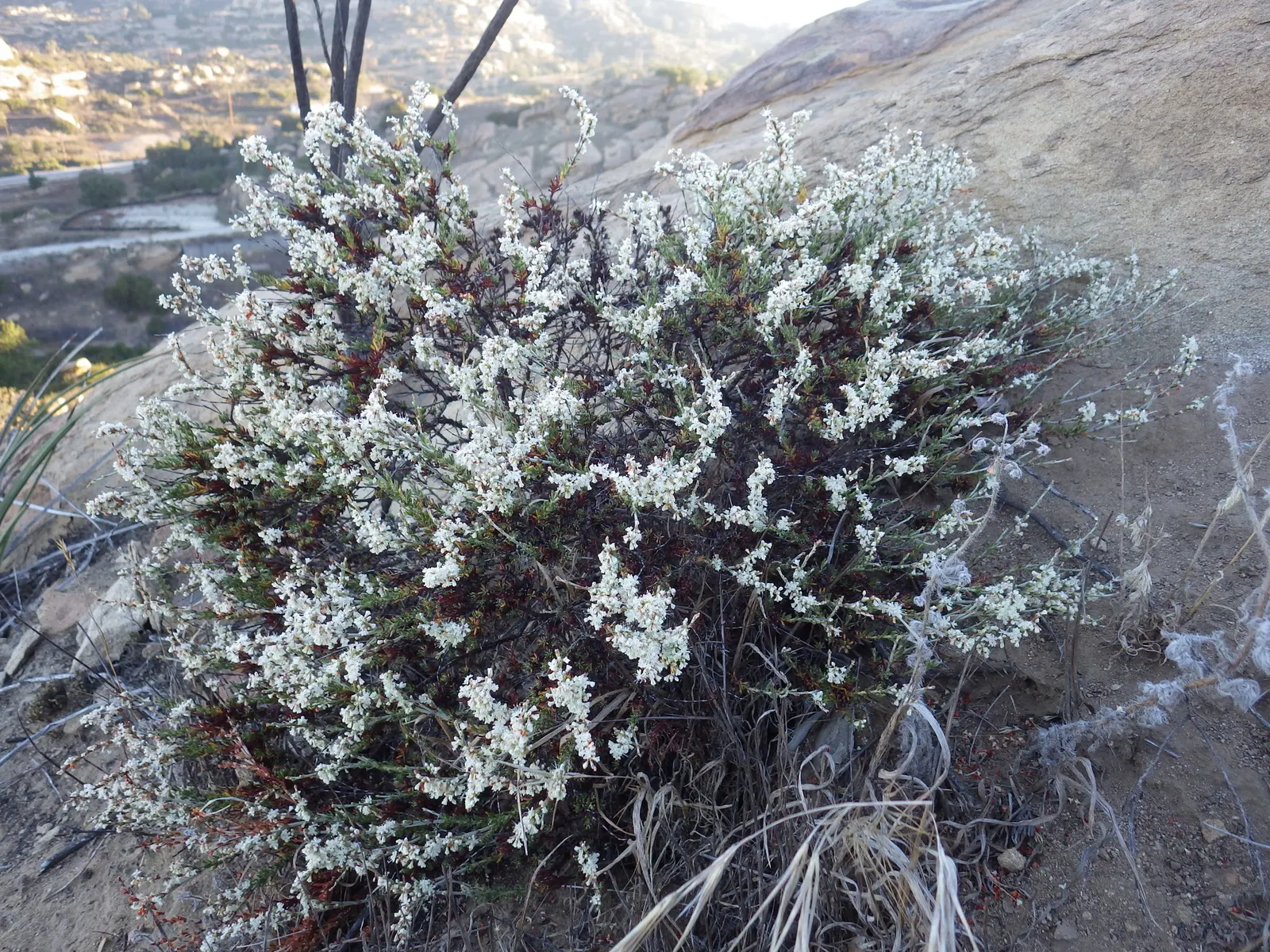 Wright Buckwheat (Eriogonum Wrightii) — is a versatile and striking native perennial that offers an alluring presence in any landscape design; in the summer