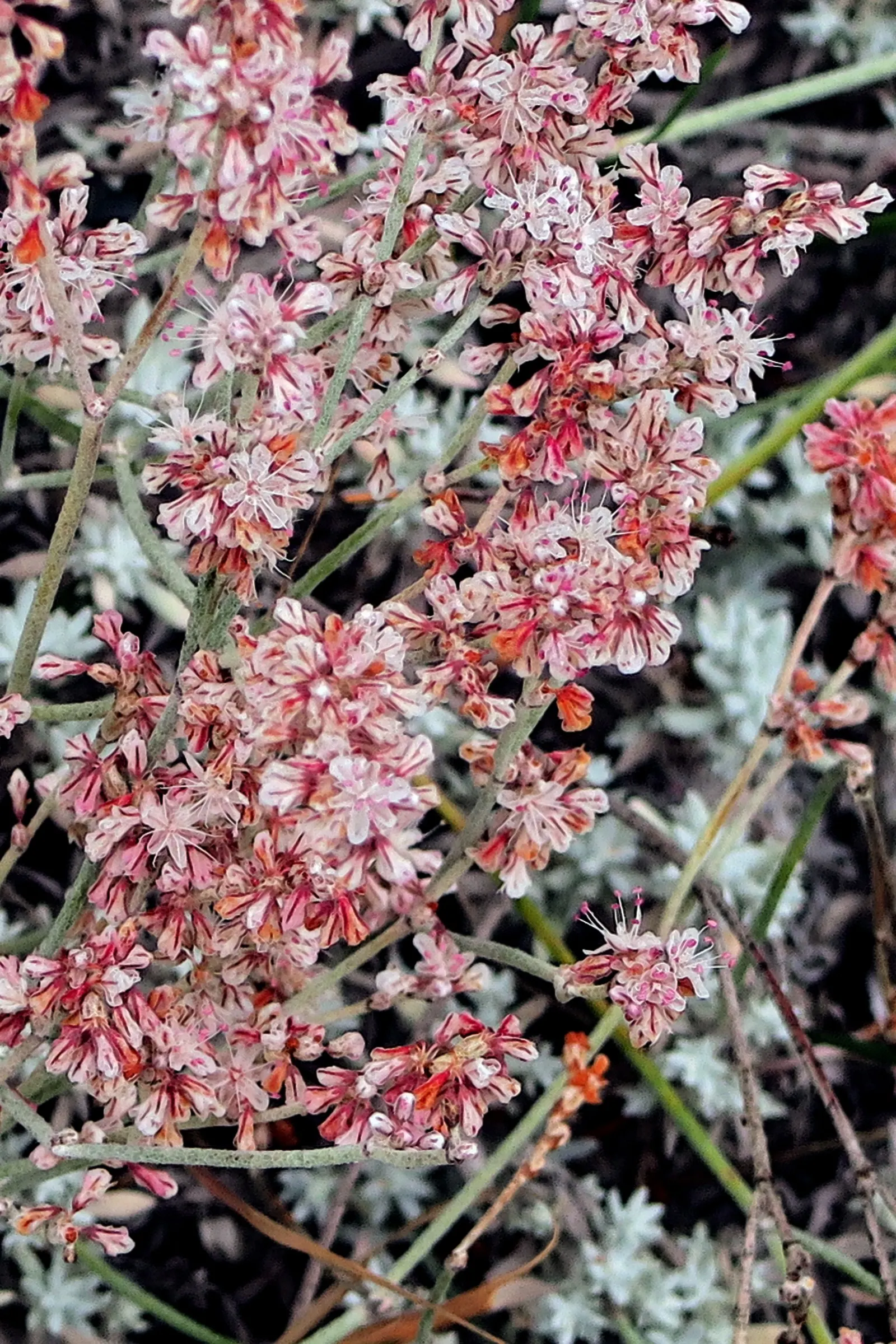 Wright Buckwheat (Eriogonum Wrightii) — Minimal maintenance required