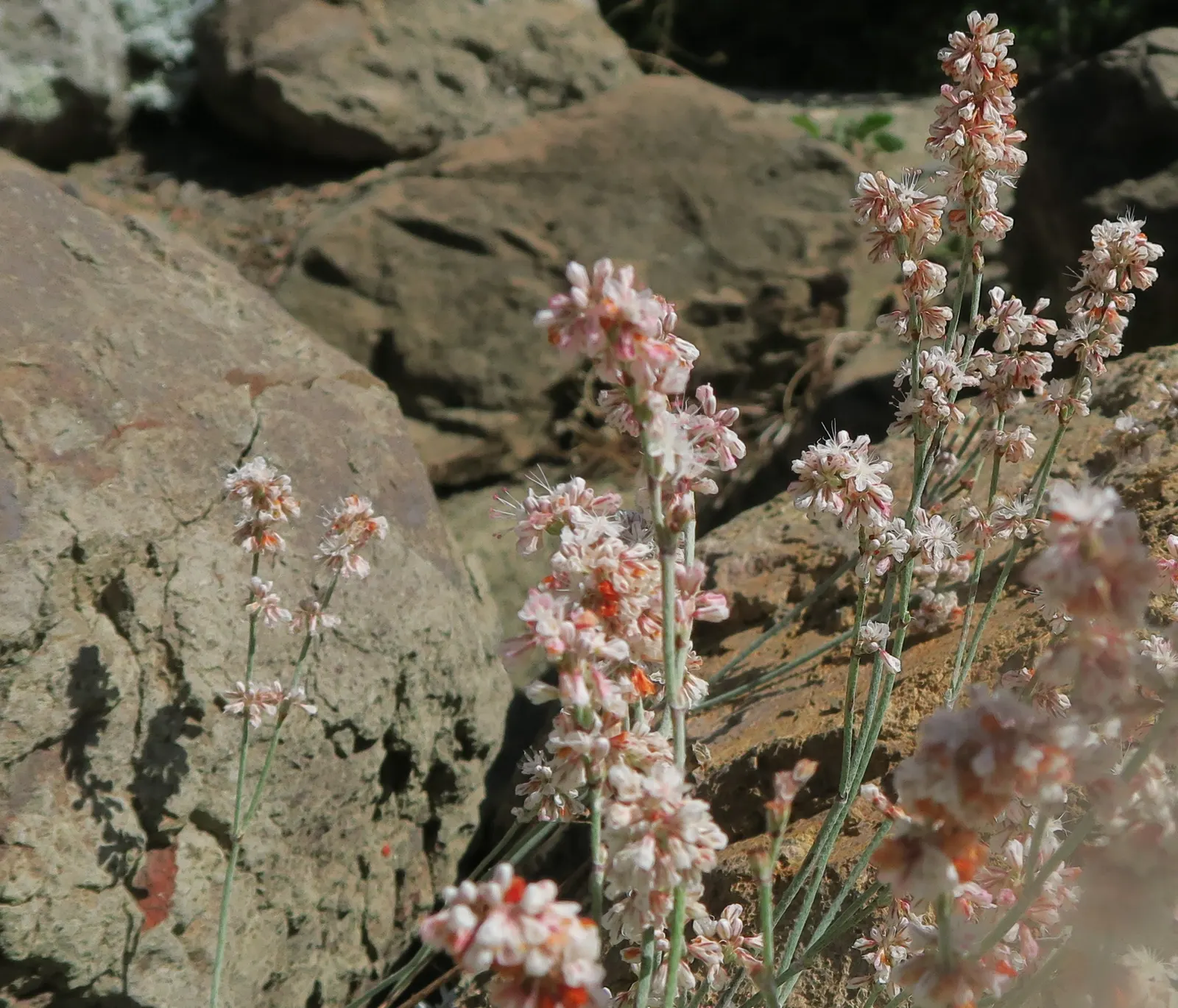 Wright Buckwheat (Eriogonum Wrightii) — is a versatile and striking native perennial that offers an alluring presence in any landscape design