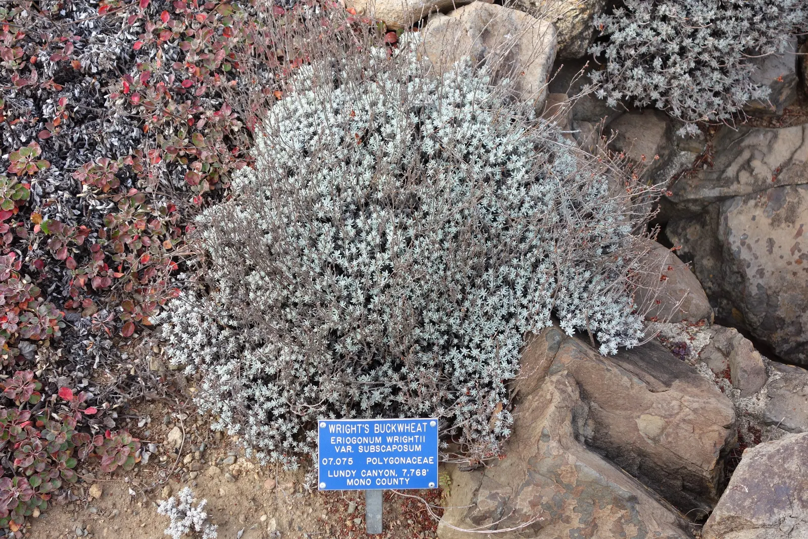 Wright Buckwheat (Eriogonum Wrightii) — It tolerates poor soil conditions and requires minimal supplemental watering once established