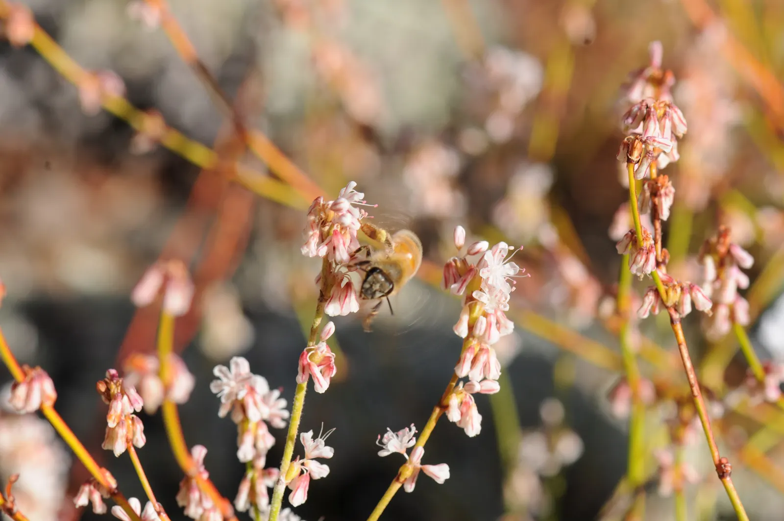 Wright Buckwheat (Eriogonum Wrightii) — pink flowers in the garden
