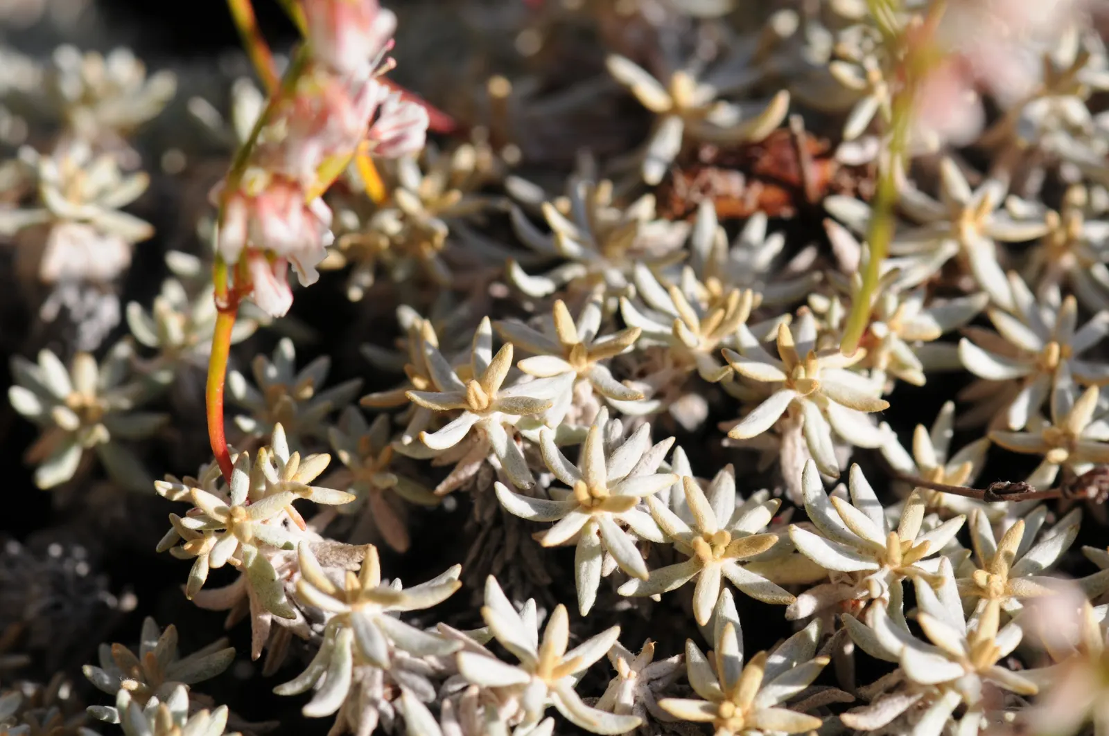 Wright Buckwheat (Eriogonum Wrightii) — This drought-tolerant species boasts delicate pink-white blossoms from summer to fall, attracting pollinators