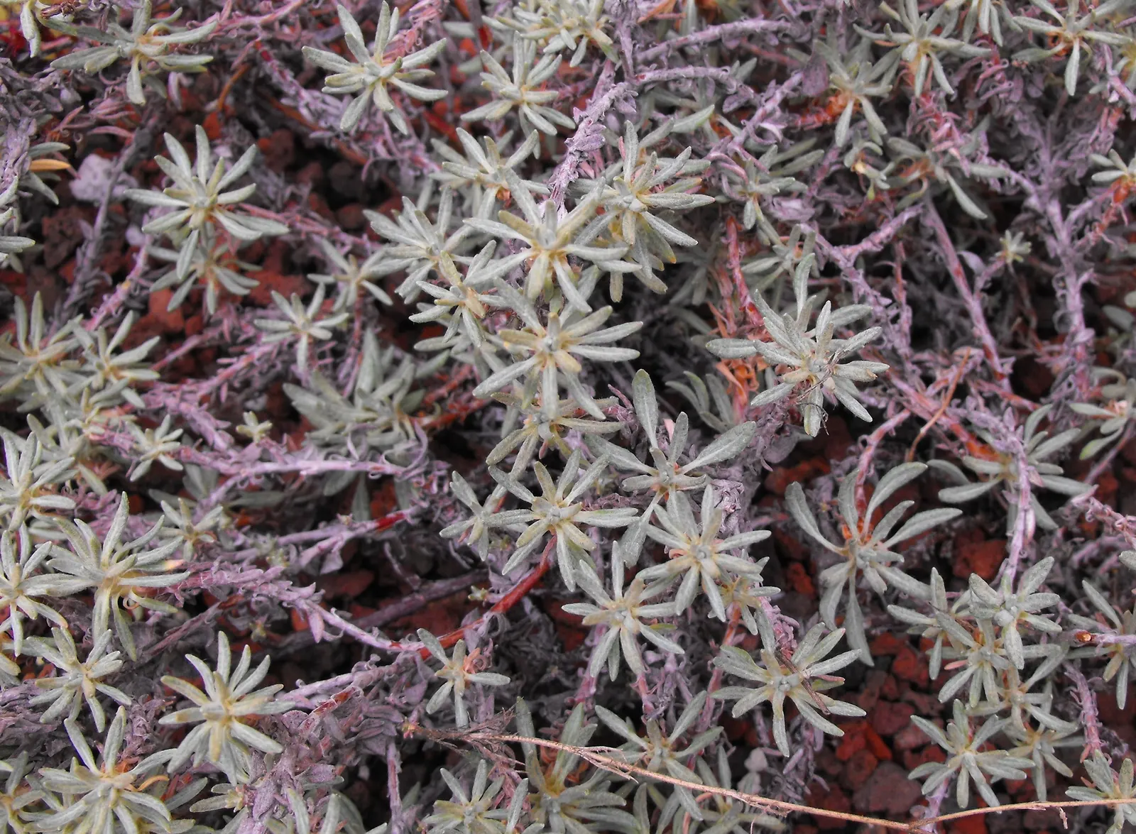 Wright Buckwheat (Eriogonum Wrightii) — Eriogonum wrightii, commonly known as Wright Buckwheat, is a resilient native perennial suited for xeriscapes; plant in