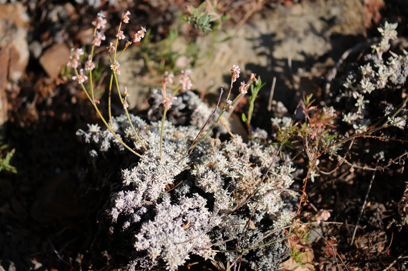 Wright Buckwheat (Eriogonum Wrightii) — including bees and butterflies.<br><br>For optimal growth