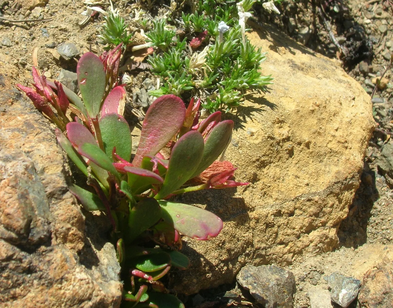 Rock Purslane (Calandrinia Grandiflora) — Bloom time spans from spring to fall, attracting bees and butterflies; ground cover / perennial with pink blooms
