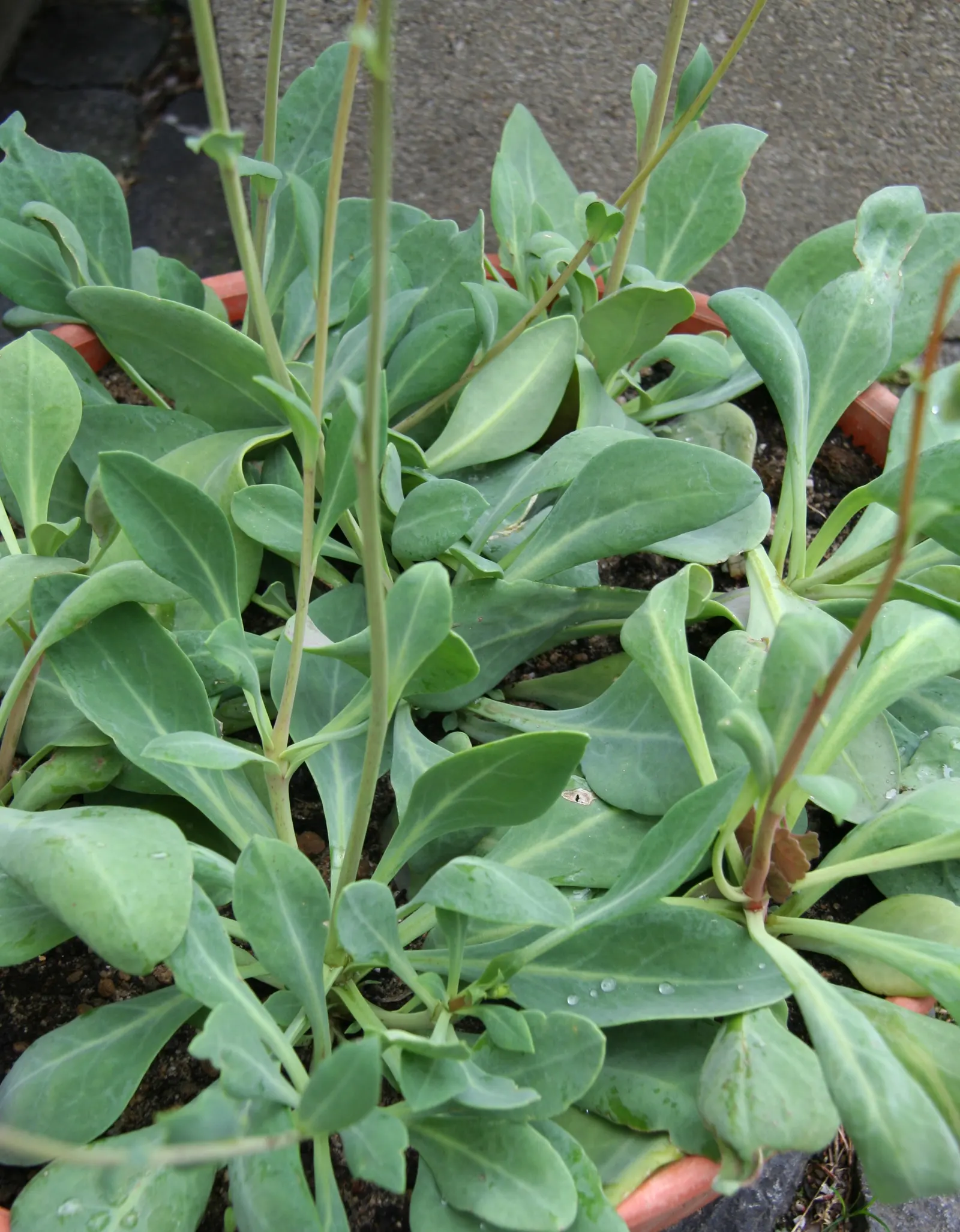 Rock Purslane (Calandrinia Grandiflora) — bluish-green foliage and produces vivid magenta blossoms