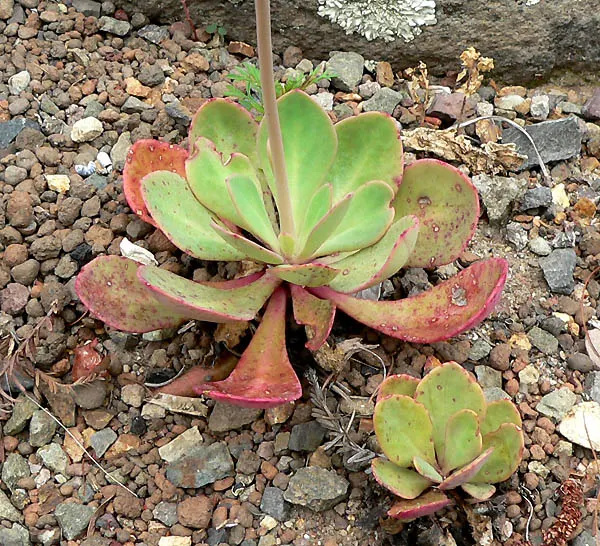 Rock Purslane (Calandrinia Grandiflora) — Bloom time spans from spring to fall, attracting bees and butterflies