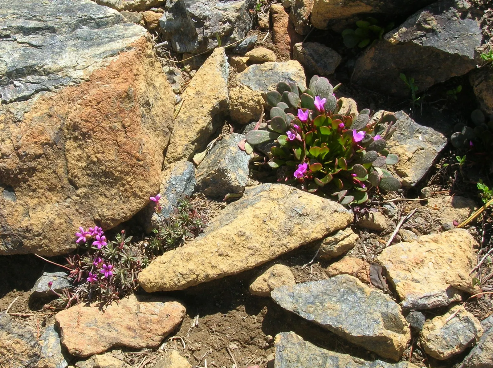 Rock Purslane (Calandrinia Grandiflora) — With a maximal height of 2 feet and spread of 3 feet; it's ideal for adding a splash of color to rock gardens or