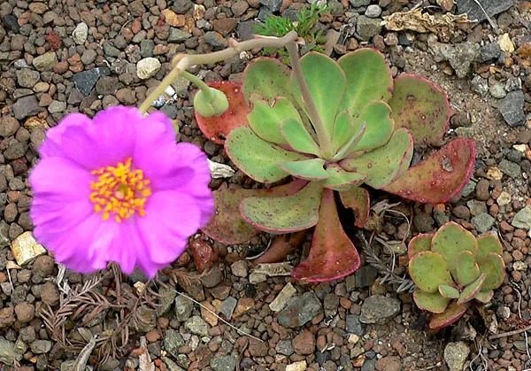 Rock Purslane (Calandrinia Grandiflora) — is a magnificent flowering perennial valued for its vibrant display and ease of care; thriving in USDA, image 48