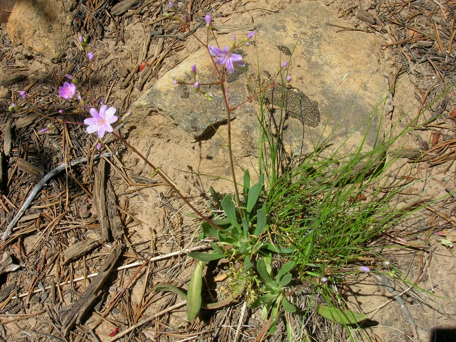 Rock Purslane (Calandrinia Grandiflora) — whose scientific name is Calandrinia grandiflora; bloom time spans from spring to fall, attracting bees, image 47