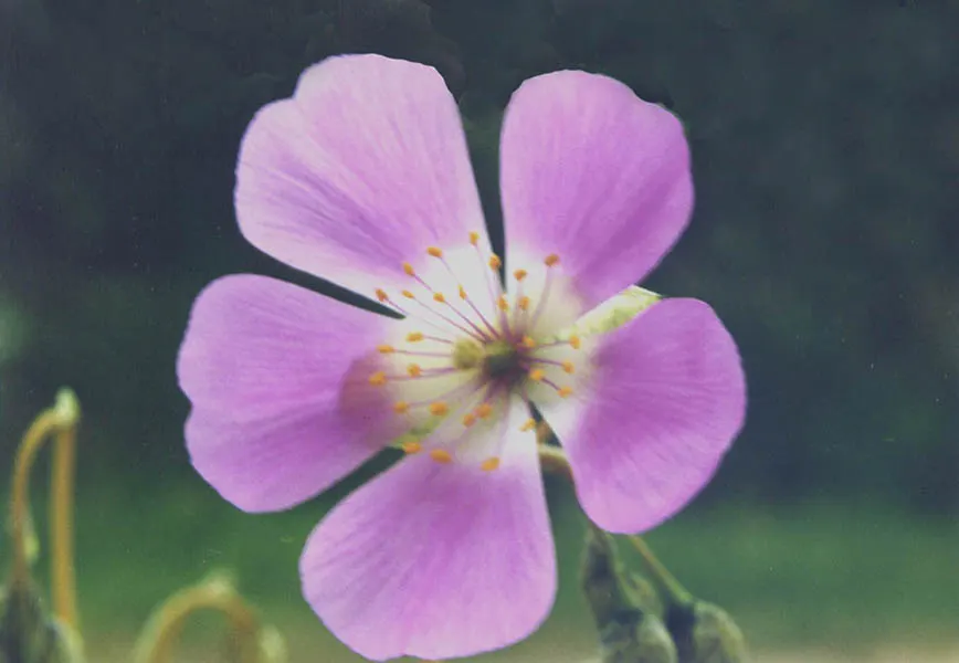 Rock Purslane (Calandrinia Grandiflora) — It thrives in full sun and requires minimal water, thriving in USDA zones 8-10; pink flowers in the garden, image 43