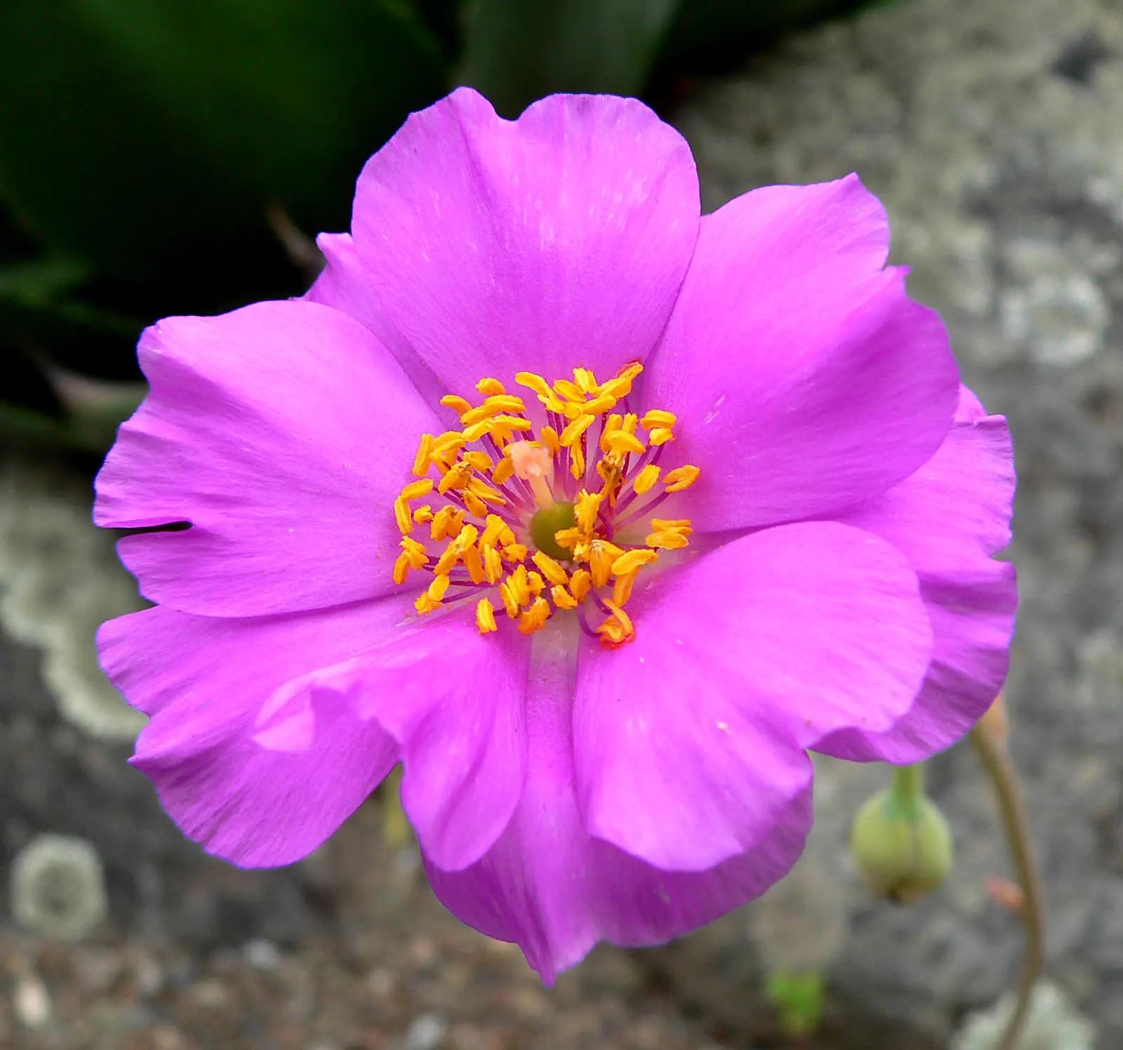 Rock Purslane (Calandrinia Grandiflora) — Bloom time spans from spring to fall, attracting bees and butterflies; ground cover / perennial with pink, image 46