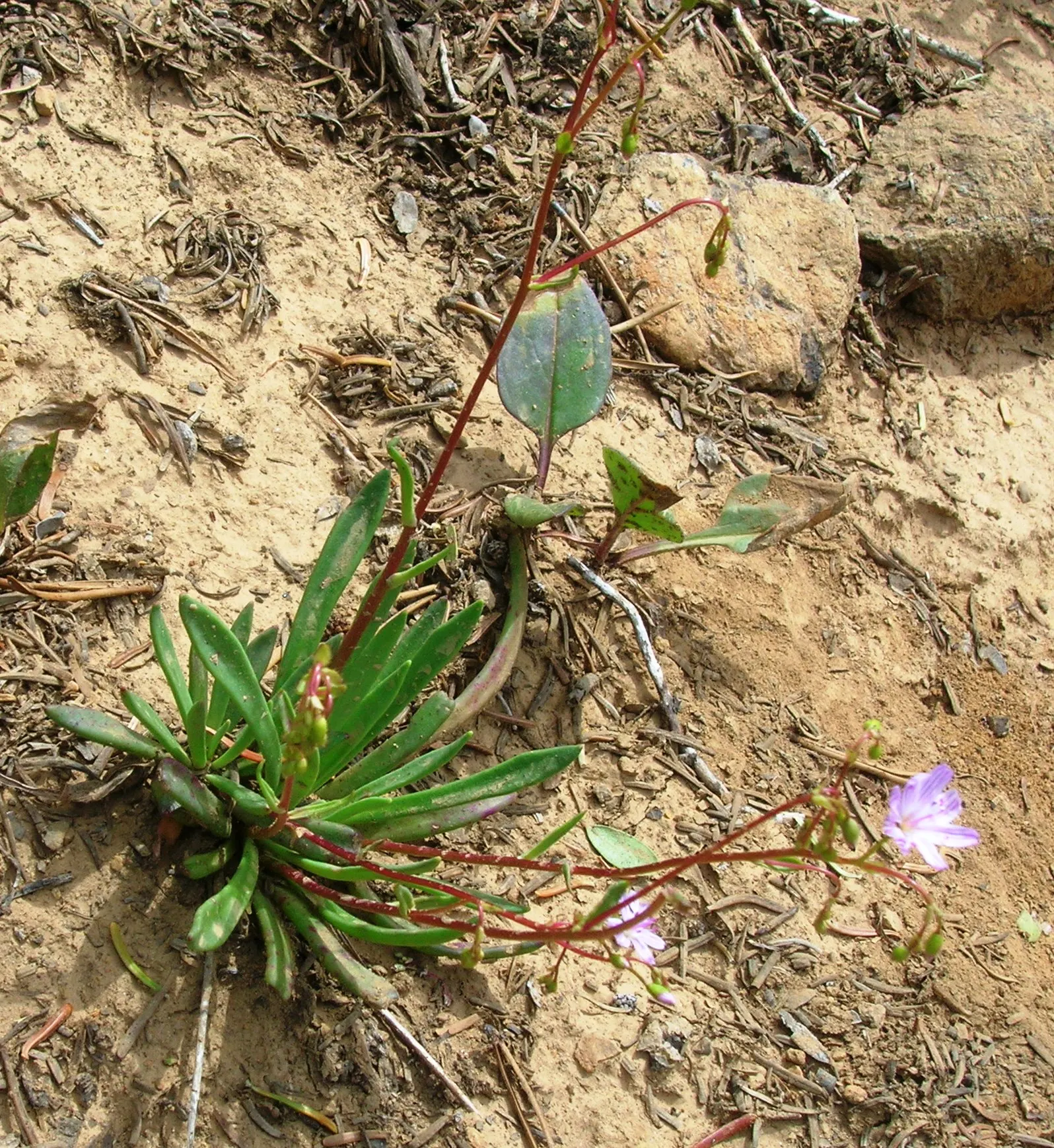 Rock Purslane (Calandrinia Grandiflora) — making it an ideal choice for adding a burst of color to landscape designs