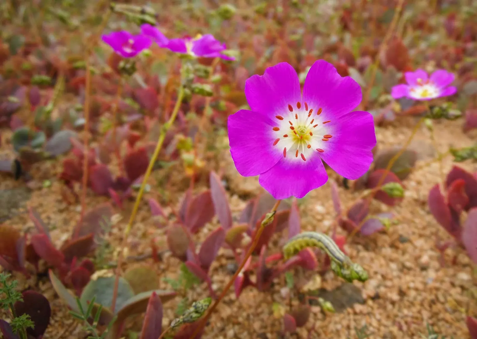Rock Purslane (Calandrinia Grandiflora) — is a magnificent flowering perennial valued for its vibrant display and ease of care