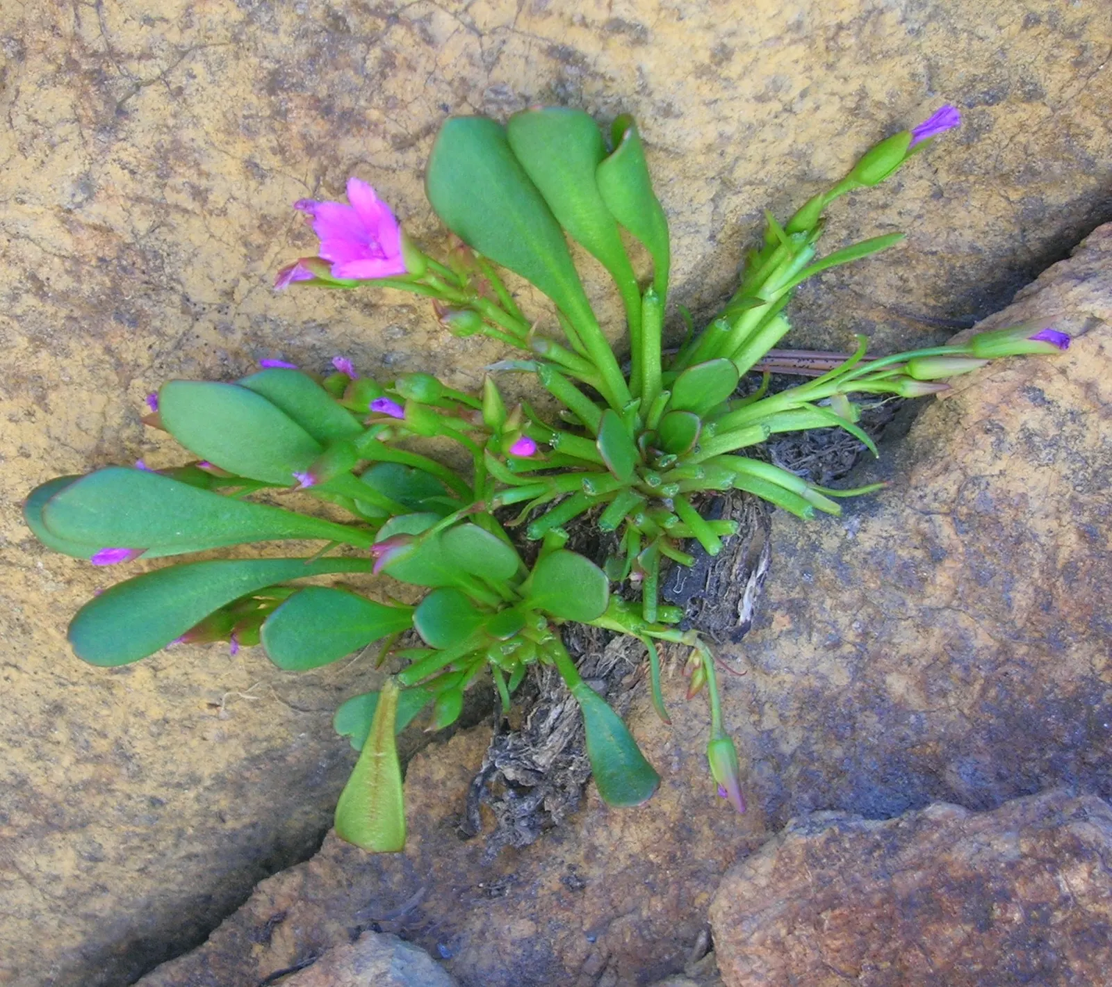Rock Purslane (Calandrinia Grandiflora) — Each blossom spans approximately 2 to 3 inches across and is held aloft on slender; it prefers to bask in full sun