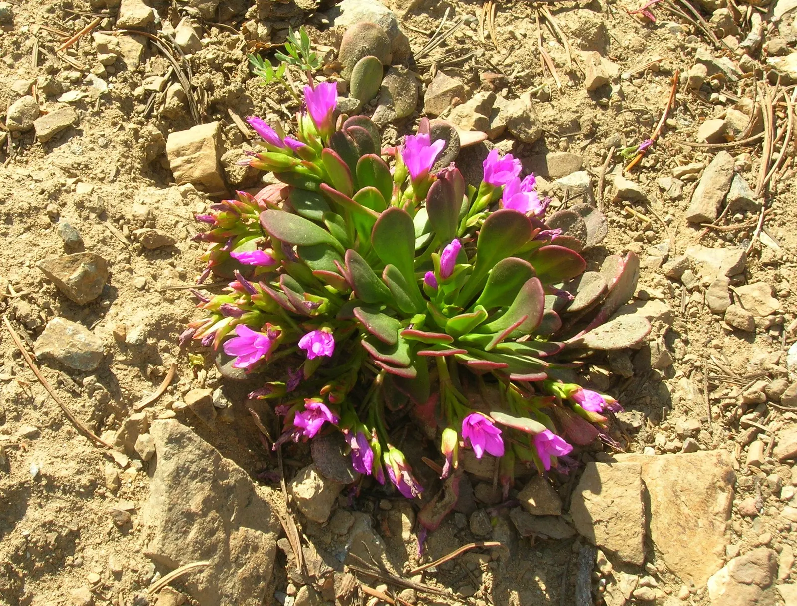 Rock Purslane (Calandrinia Grandiflora) — making it an excellent choice for xeriscaping or in regions with limited precipitation; bluish-green foliage and