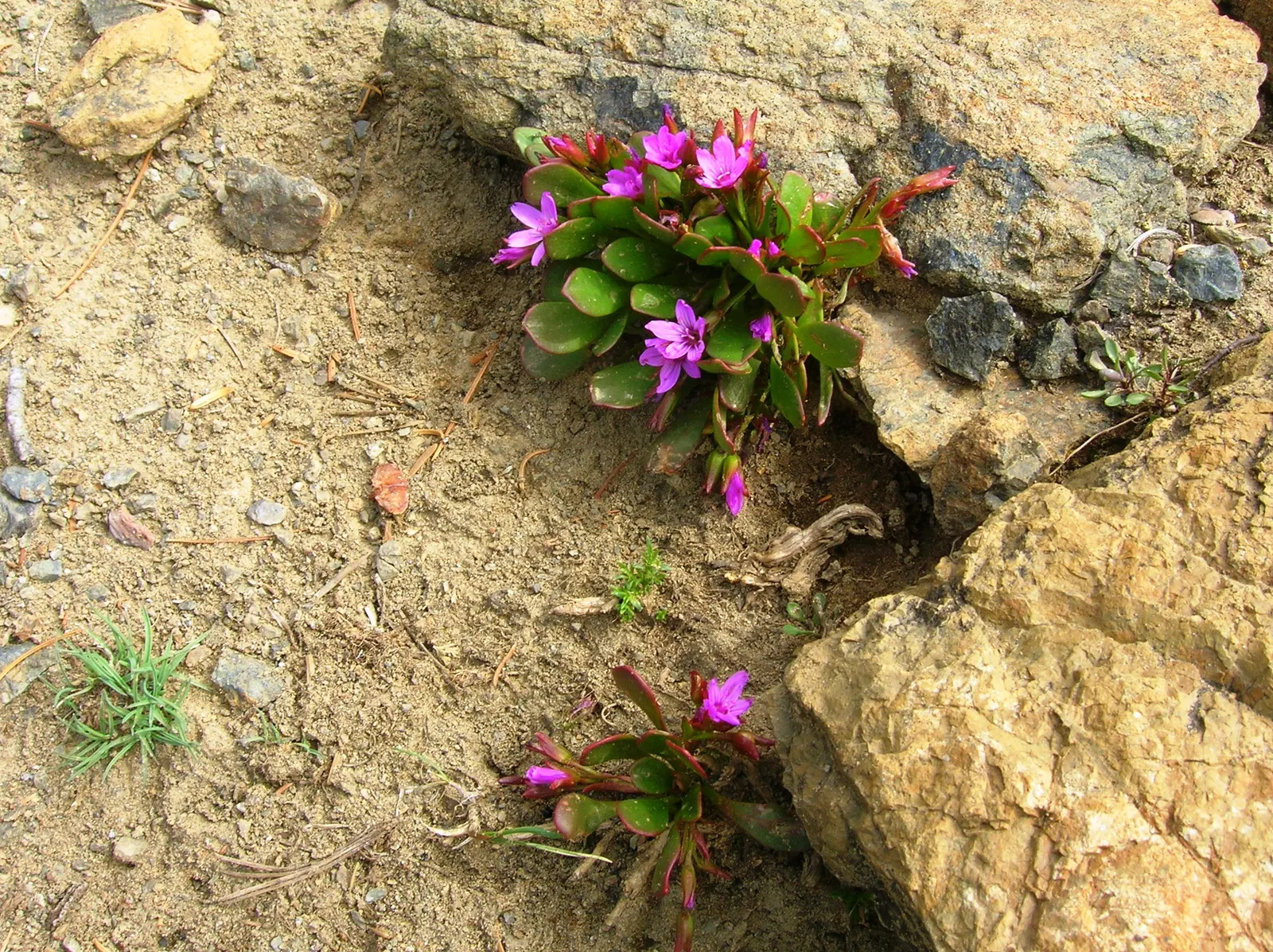 Rock Purslane (Calandrinia Grandiflora) — pink flowers in the garden