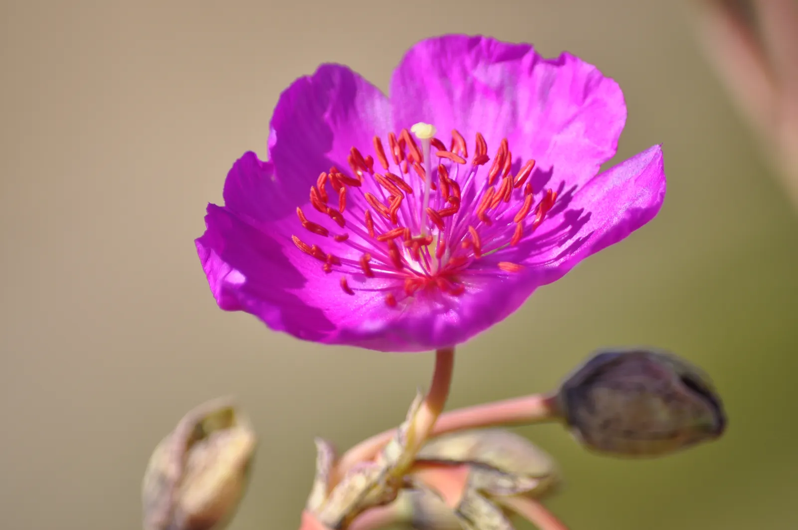 Rock Purslane (Calandrinia Grandiflora) — making it an ideal choice for adding a burst of color to landscape designs; ground cover / perennial for full or half