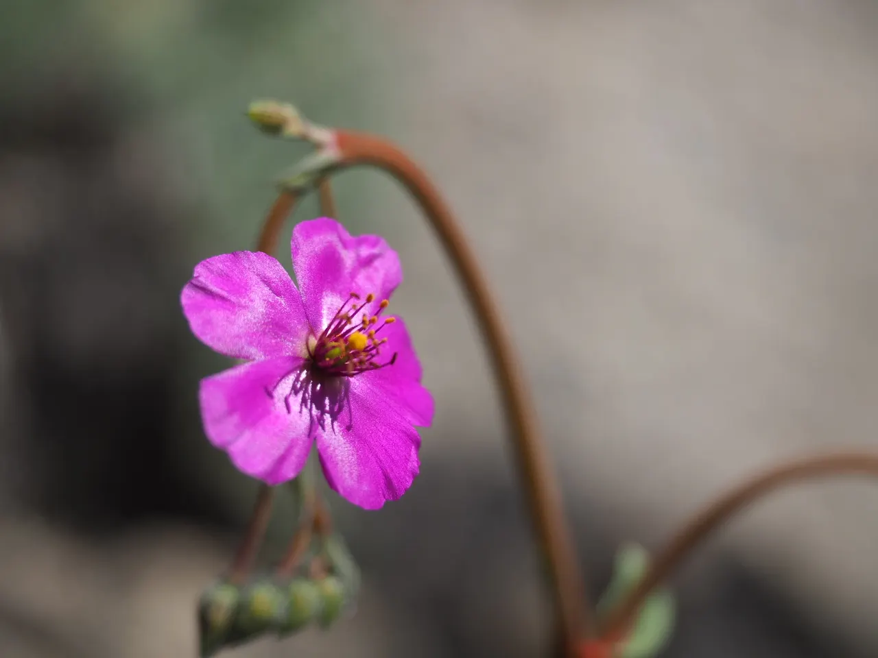 Rock Purslane (Calandrinia Grandiflora) — this robust plant presents itself with a lush clump of fleshy; whose scientific name is Calandrinia grandiflora
