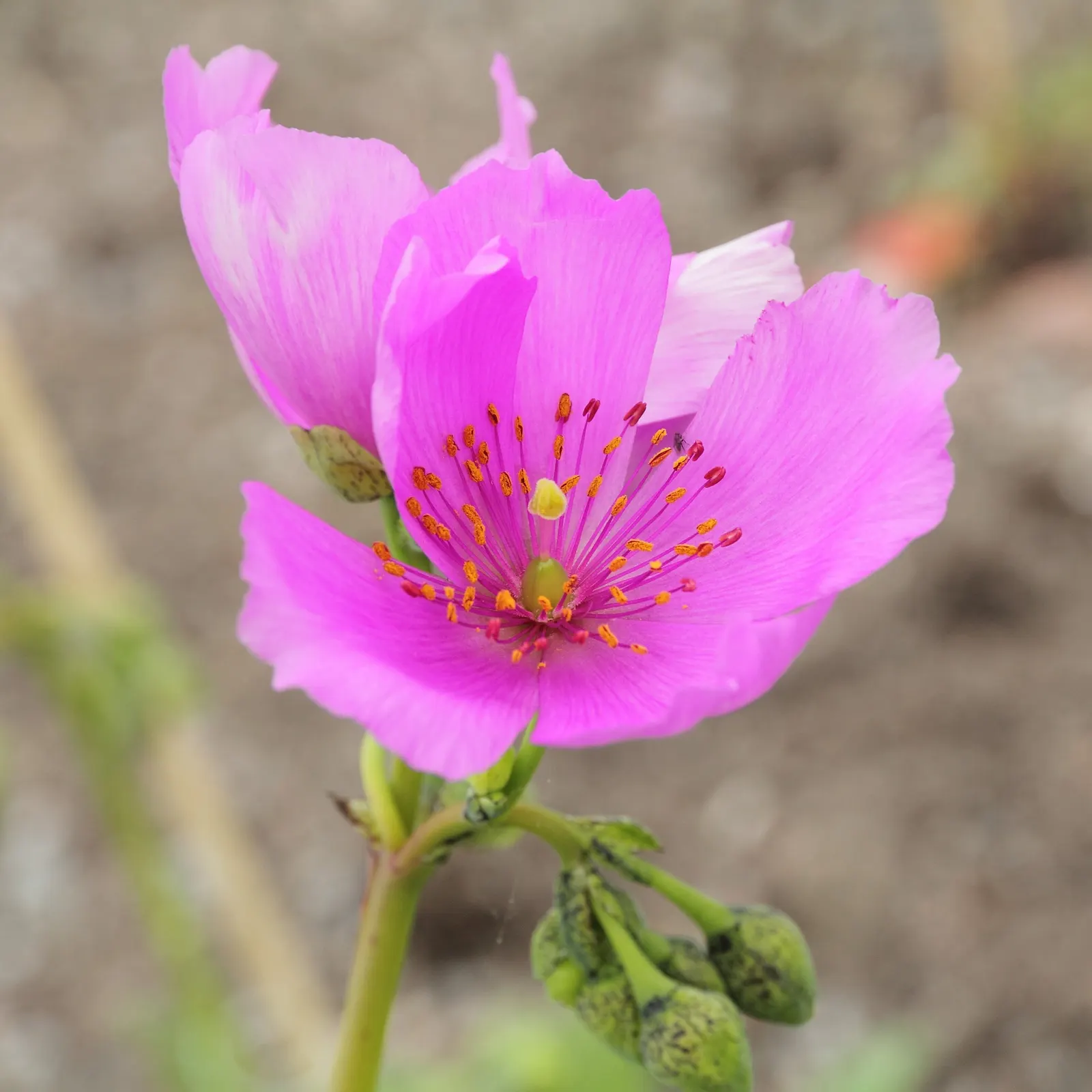 Rock Purslane (Calandrinia Grandiflora) — it's ideal for adding a splash of color to rock gardens or xeriscapes; stalks up to 24 inches high