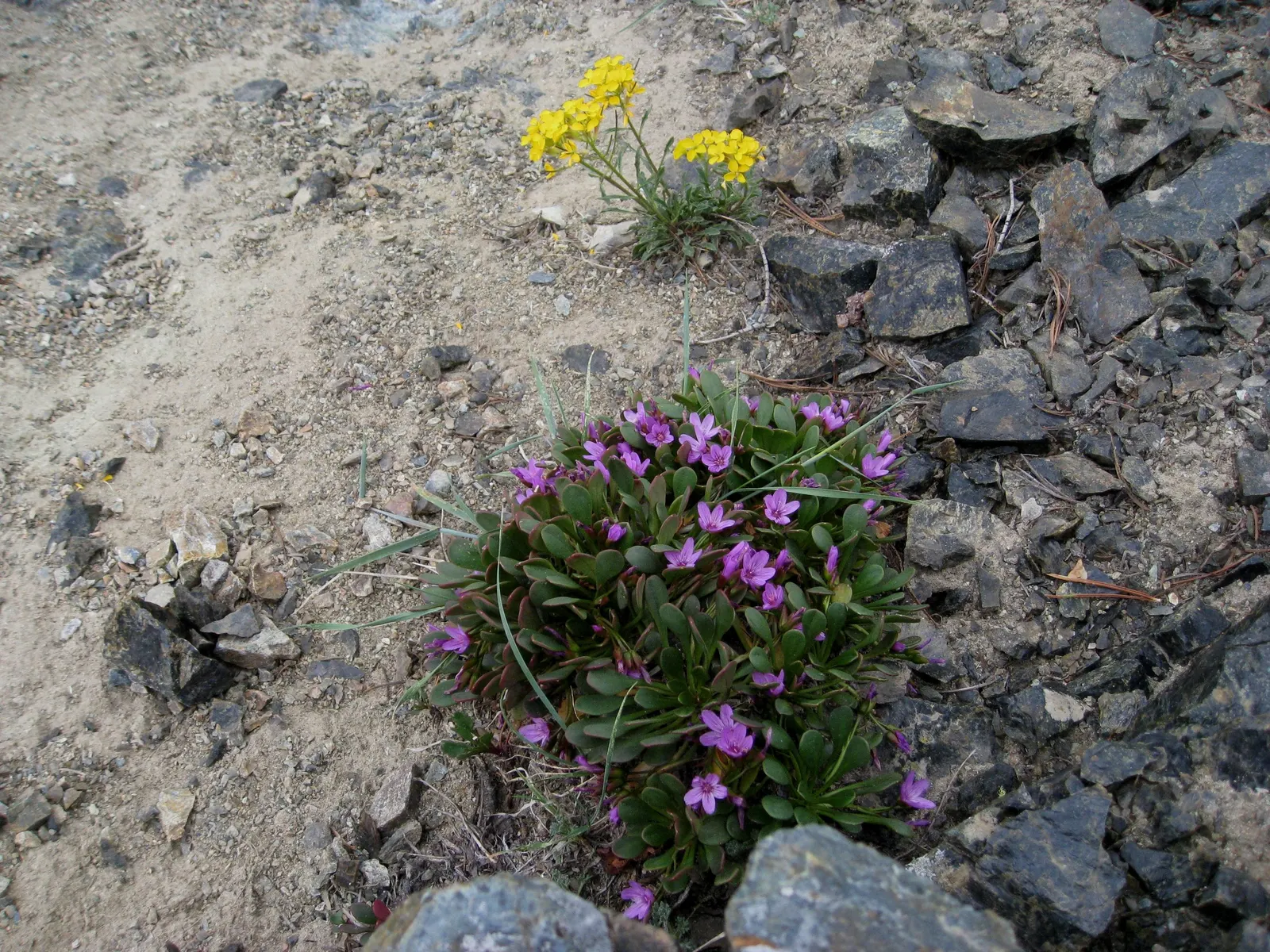Rock Purslane (Calandrinia Grandiflora) — stalks up to 24 inches high