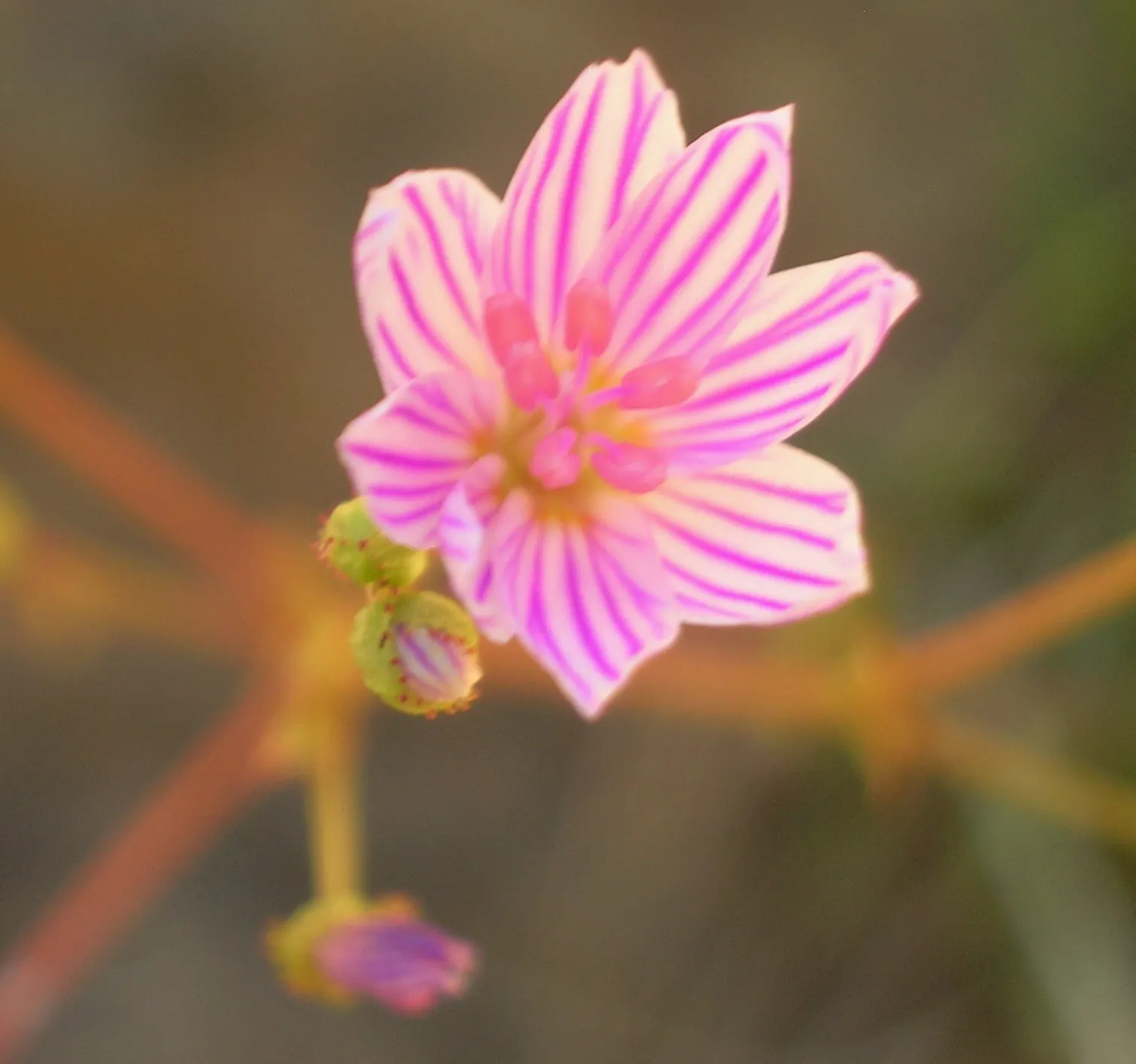Rock Purslane (Calandrinia Grandiflora) — thriving in USDA hardiness zones 8 to 10; is a magnificent flowering perennial valued for its vibrant display and