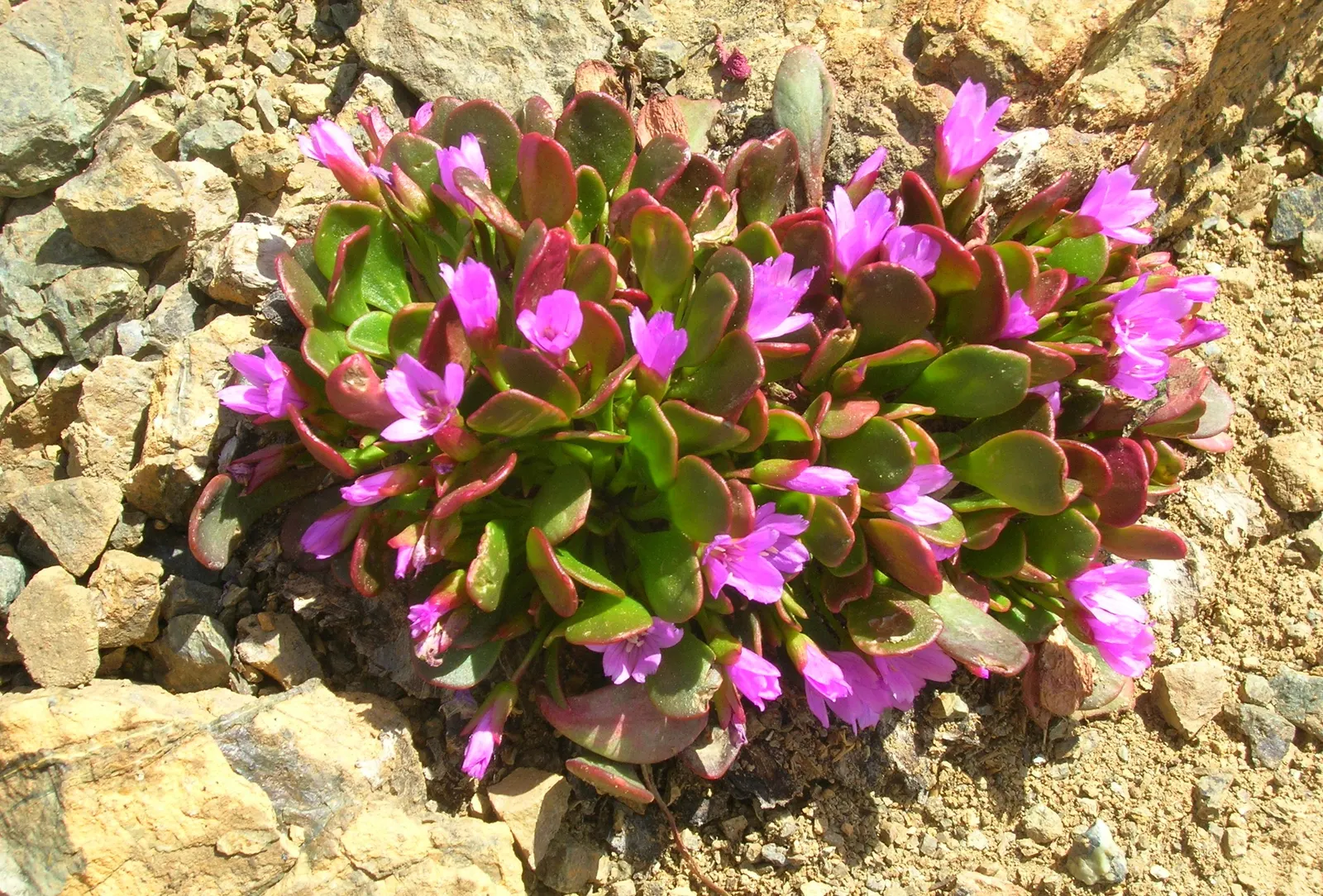 Rock Purslane (Calandrinia Grandiflora) — while also preferring plants that possess low water needs and are easy to maintain; rock Purslane is a splendid