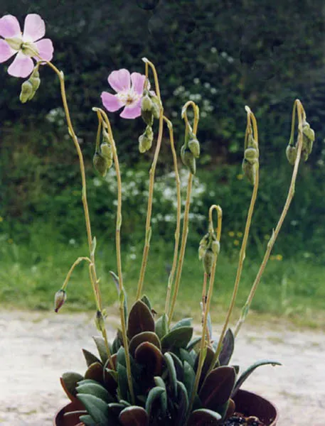 Rock Purslane (Calandrinia Grandiflora) — ground cover / perennial with pink blooms; this robust plant presents itself with a lush clump of fleshy