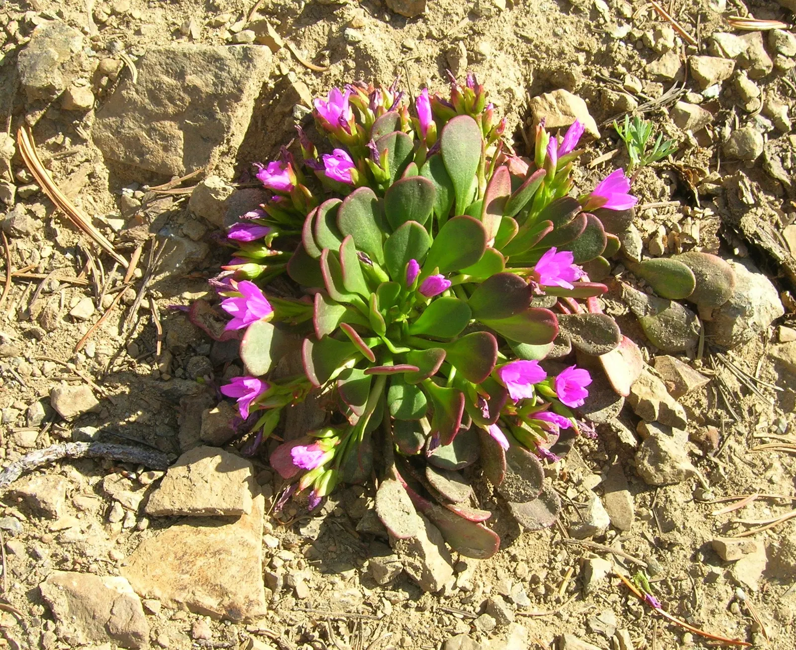 Rock Purslane (Calandrinia Grandiflora) — With a maximal height of 2 feet and spread of 3 feet