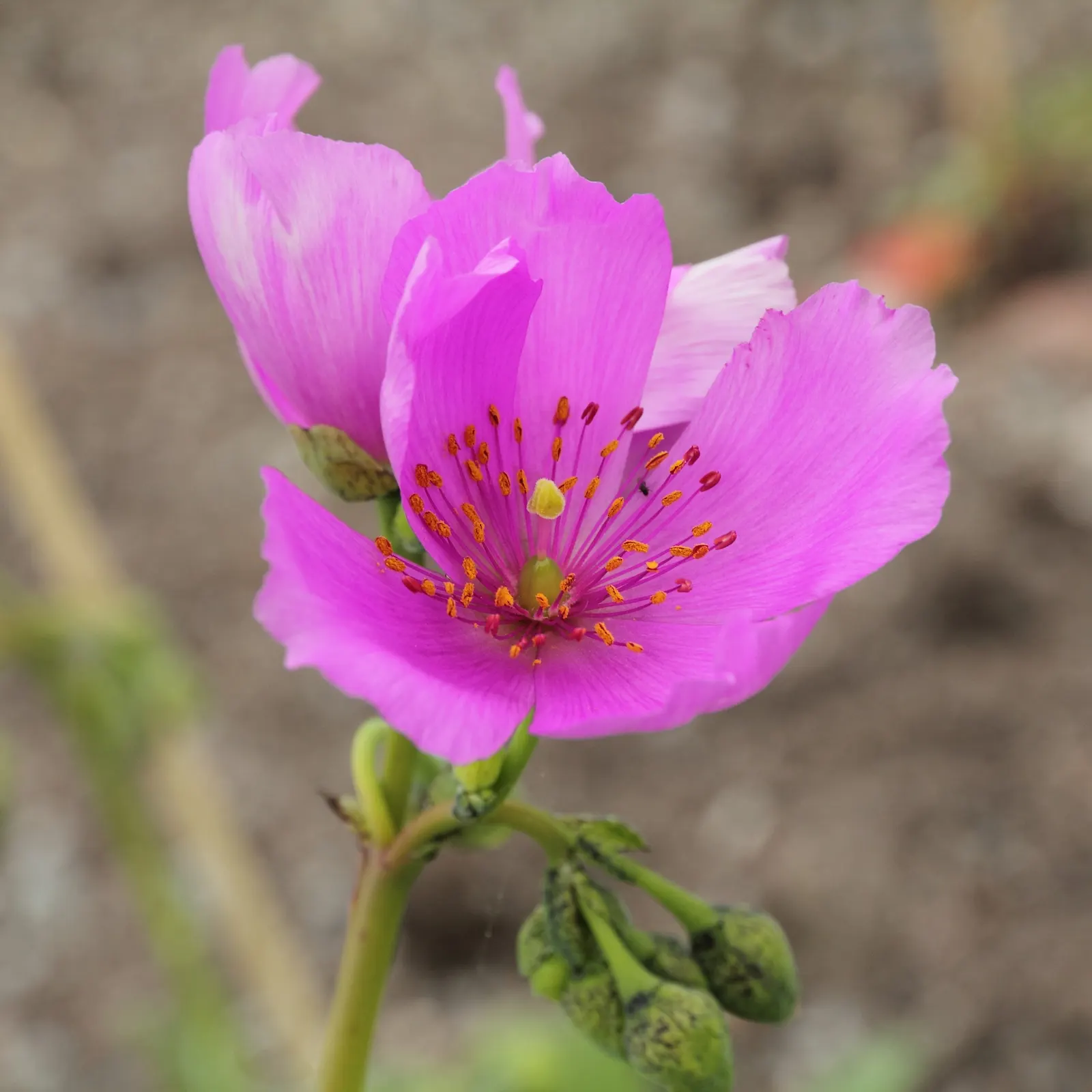 Rock Purslane (Calandrinia Grandiflora) — ground cover / perennial with pink blooms